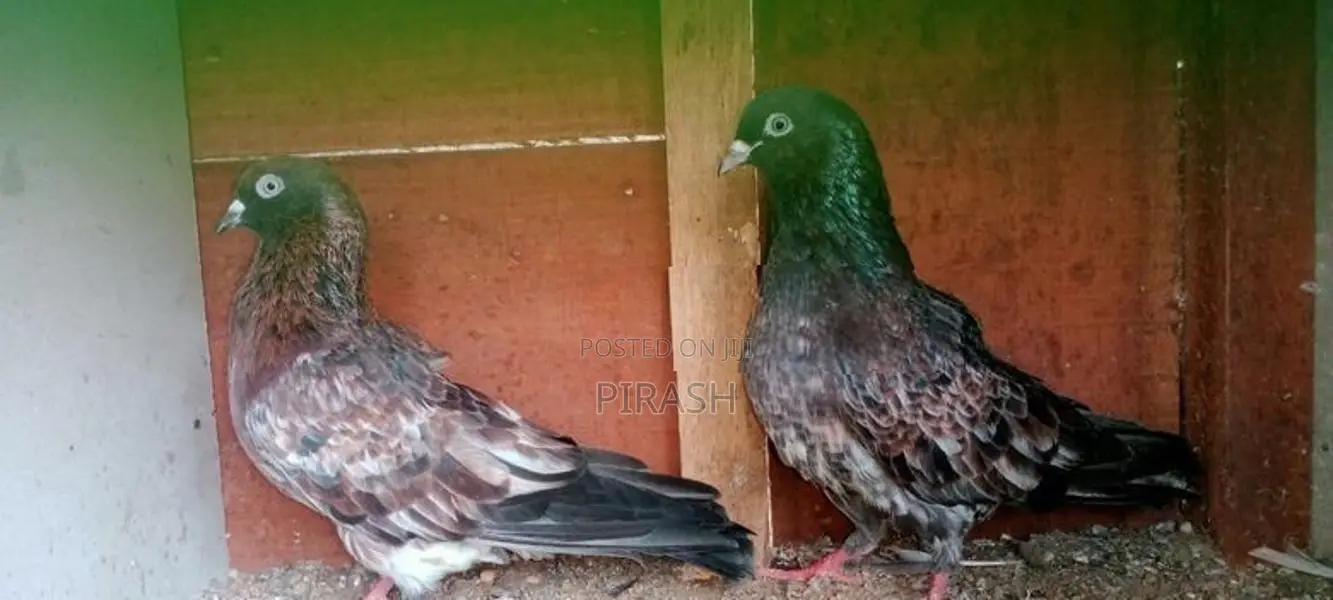 Red Pakistan Pigeon