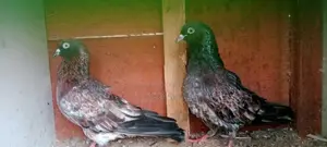 Red Pakistan Pigeon
