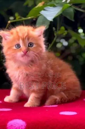 Ginger Persian kitten female