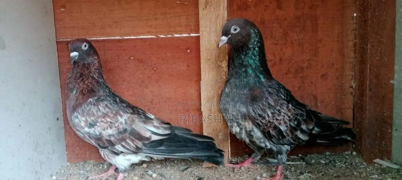 Red Pakistan Pigeon