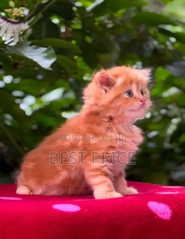 Ginger Persian kitten female