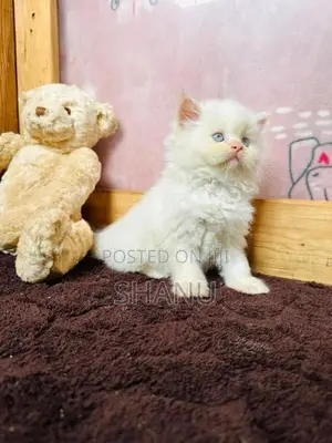 Persian Cat