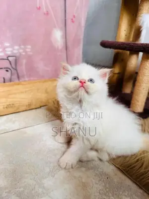 Persian Cat