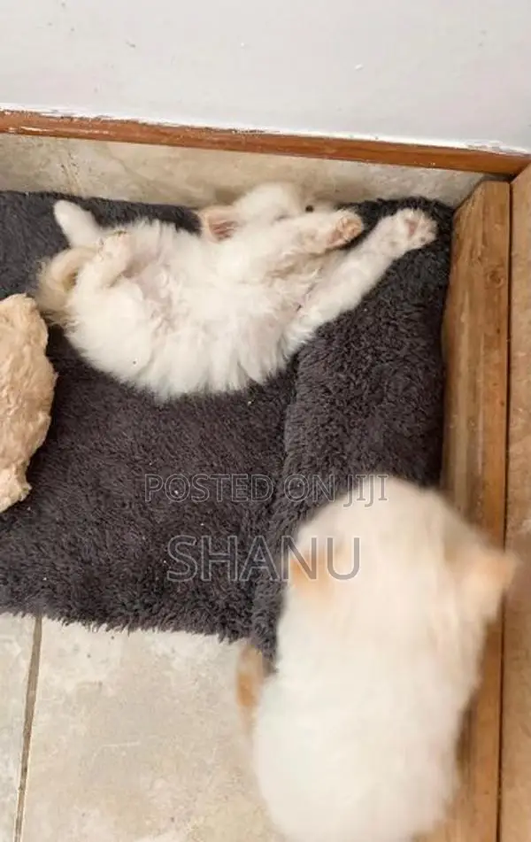 Persian Cat