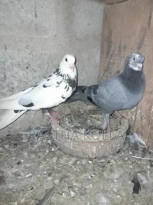 Pigeons