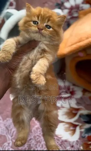 Ginger Persian Kitten
