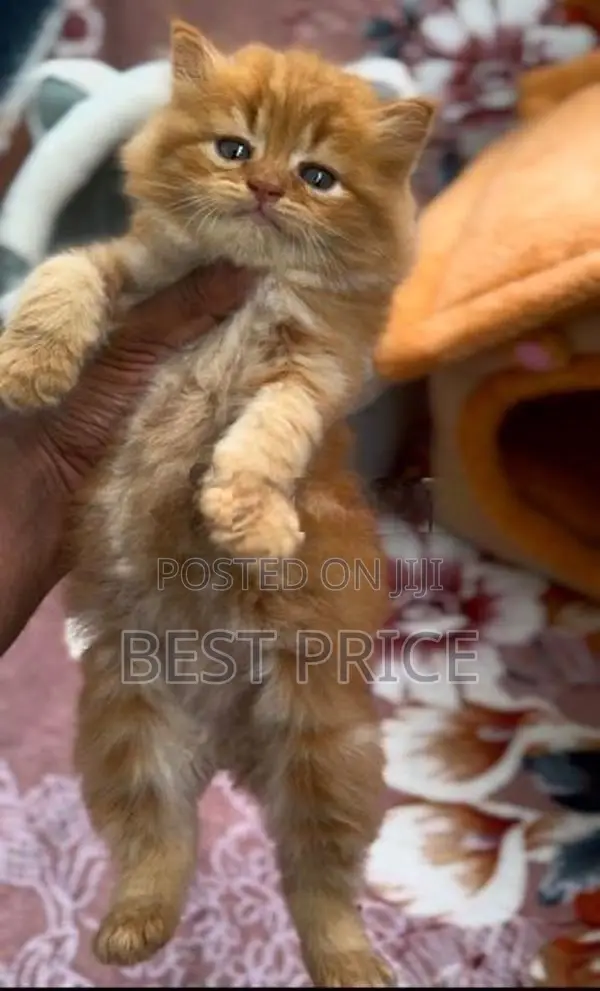 Ginger Persian Kitten