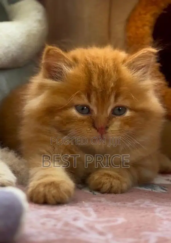 Ginger Persian Kitten