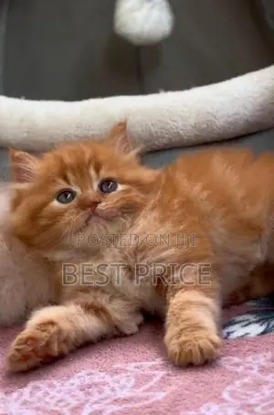 Ginger Persian Kitten
