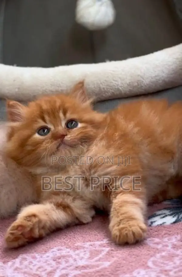 Ginger Persian Kitten