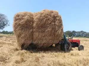 Vaikkal (Straw)