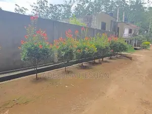 කැප්පෙටිපොල නිවසක් විකිණීමට