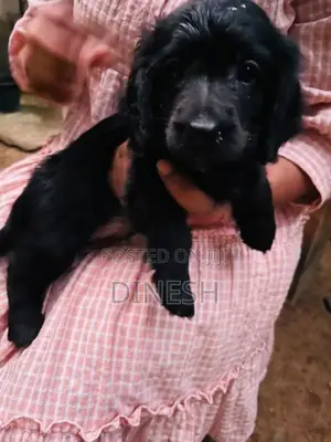 Cocker Spaniel puppies