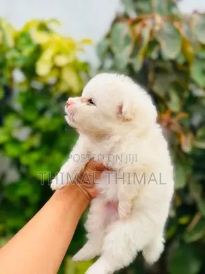 Lion shepherd Pomeranian