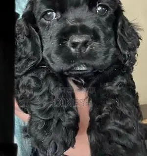 Cocker Spaniel puppies