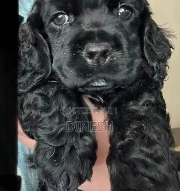 Cocker Spaniel puppies