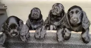 Cocker Spaniel puppies