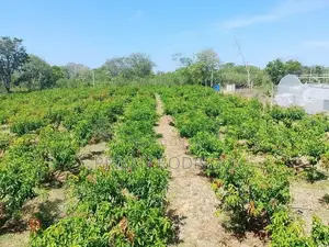 Wellawaya - Thanamalwila 04 Acres of Cultivated Land for Sale