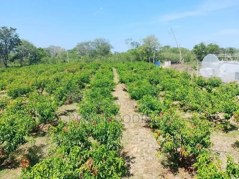 Wellawaya - Thanamalwila 04 Acres of Cultivated Land for Sale