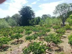 Wellawaya - Thanamalwila 04 Acres of Cultivated Land for Sale