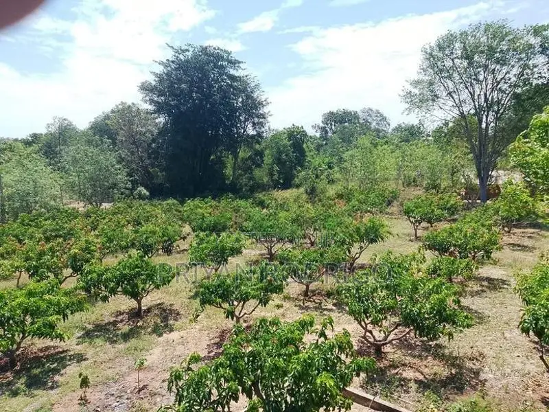Wellawaya - Thanamalwila 04 Acres of Cultivated Land for Sale