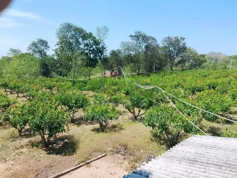 Wellawaya - Thanamalwila 04 Acres of Cultivated Land for Sale