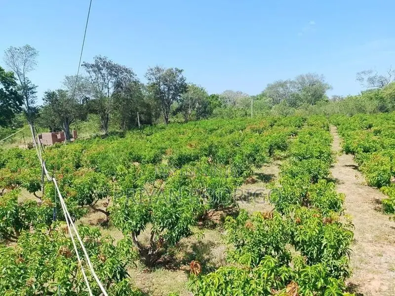 Wellawaya - Thanamalwila 04 Acres of Cultivated Land for Sale