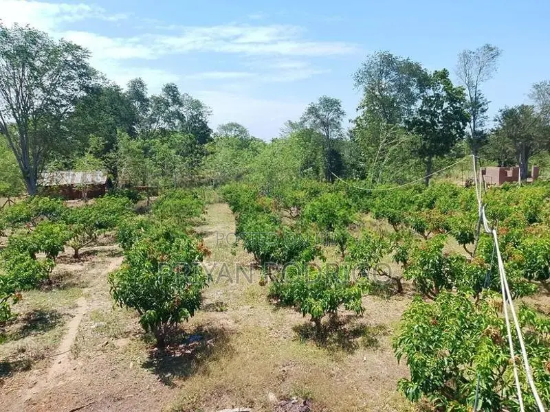 Wellawaya - Thanamalwila 04 Acres of Cultivated Land for Sale