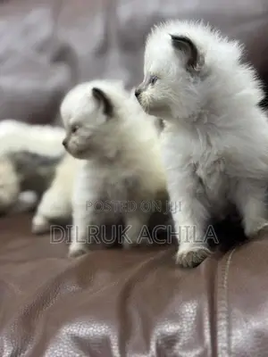 Persian Cat