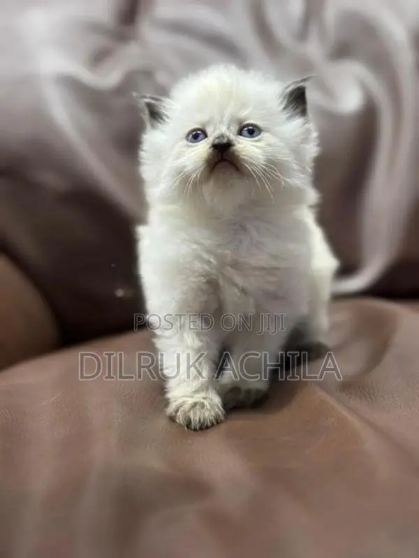 Persian Cat