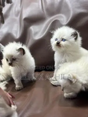 Persian Cat