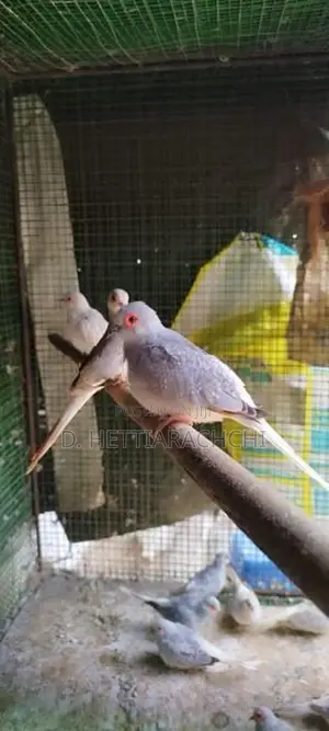 Diamond Doves