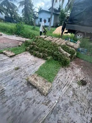 Malaysian Grass