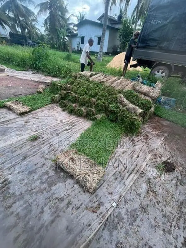 Malaysian Grass