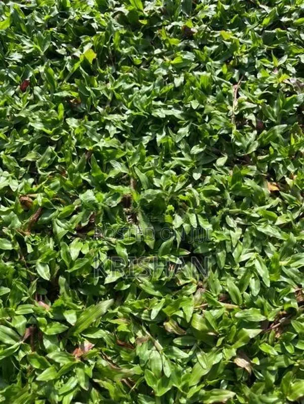 Malaysian Grass