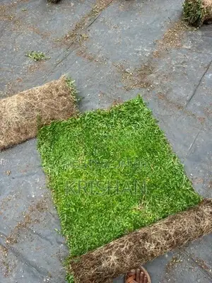Malaysian Grass