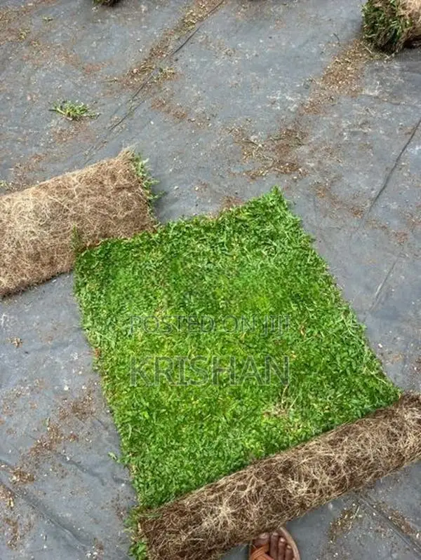 Malaysian Grass