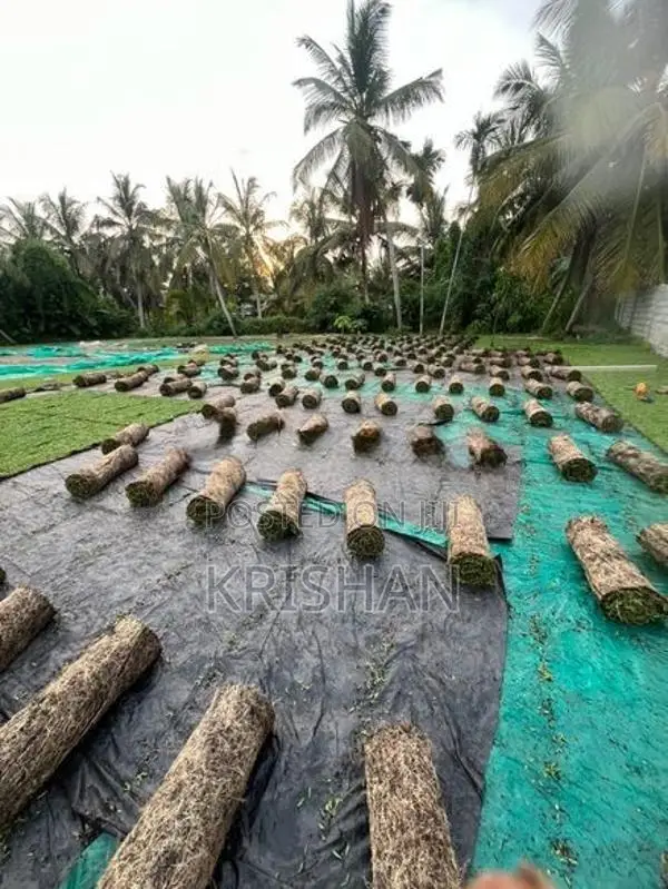 Malaysian Grass