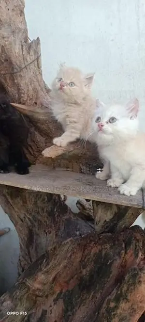 Persian Cats