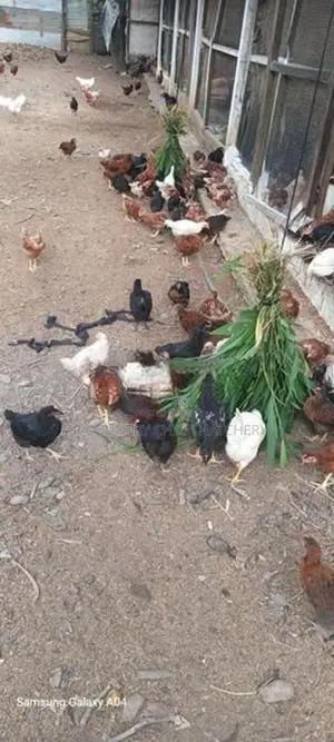 ගම් කිකිළි පැටව්