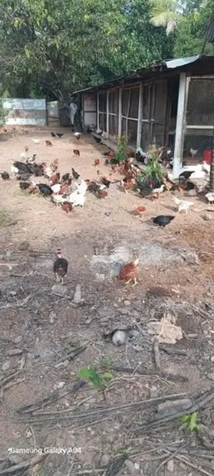 ගම් කිකිළි පැටව්