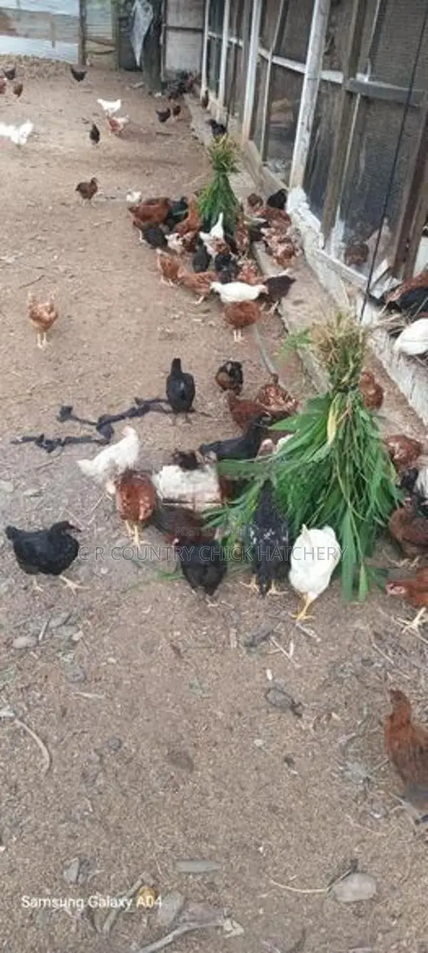 Country Chick