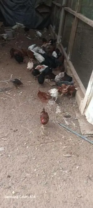 ගම් කිකිළි පැටව්