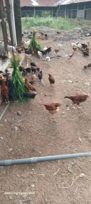 ගම් කිකිළි පැටව්