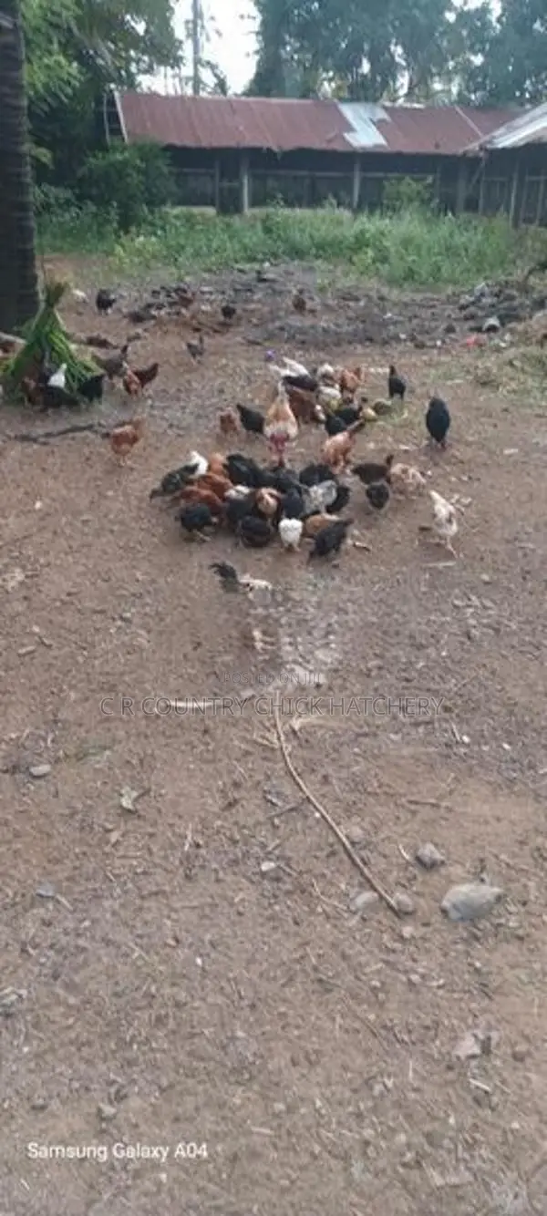 ගම් කිකිළි පැටව්