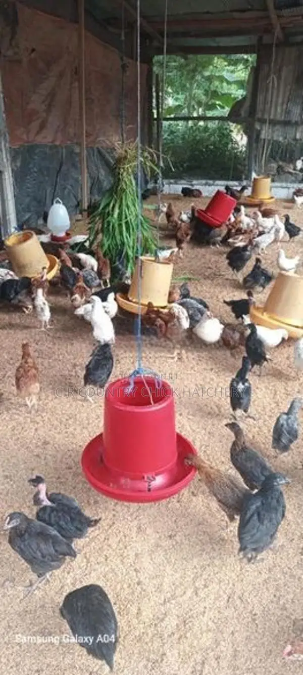 ගම් කිකිළි පැටව්