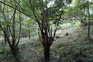 Land for Sale (3987 A) Kandy
