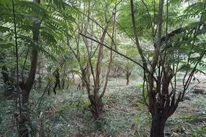 Land for Sale (3987 A) Kandy