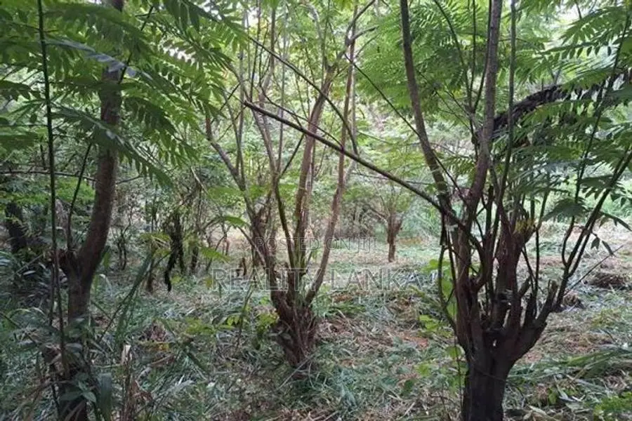 Land for Sale (3987 A) Kandy