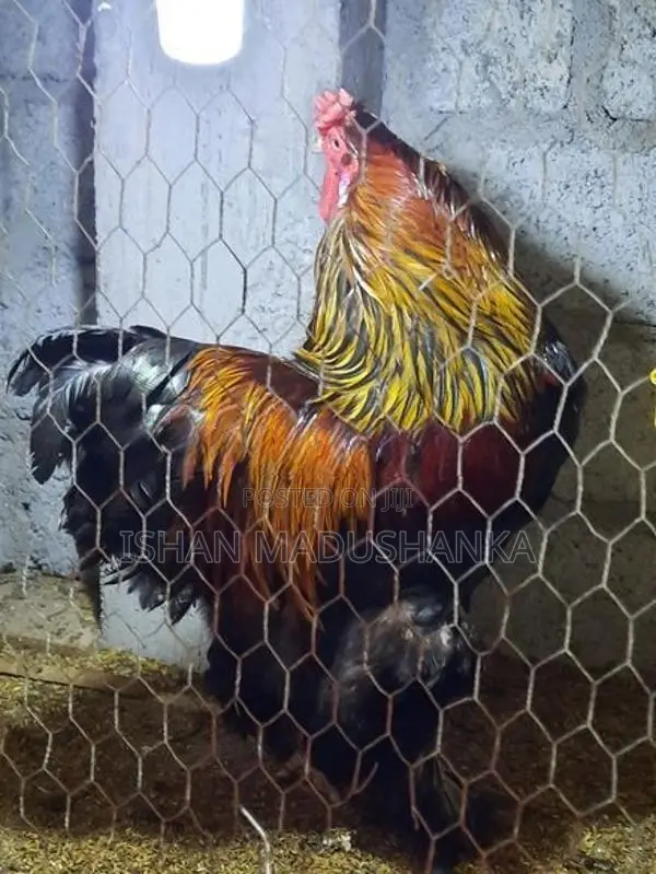 Brahma Chicken